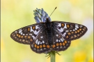 Veilchen-Scheckenfalter (Euphydryas cynthia) 07