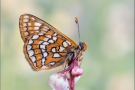 Veilchen-Scheckenfalter (Euphydryas cynthia) 05