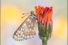 Alpiner Skabiosenscheckenfalter (Euphydryas aurinia debilis) 11