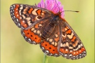 Spanischer Scheckenfalter (Euphydryas desfontainii) 02