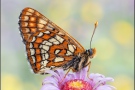 Alpen-Maivogel (Euphydryas intermedia) 04