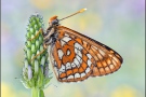 Alpen-Maivogel (Euphydryas intermedia) 08