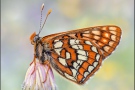 Alpen-Maivogel (Euphydryas intermedia) 05