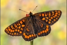 Alpen-Maivogel (Euphydryas intermedia) 03