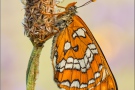 Maivogel (Euphydryas maturna) 05