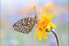 Mittlerer Perlmuttfalter (Fabriciana niobe) 07