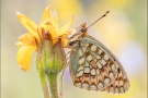 Mittlerer Perlmuttfalter (Fabriciana niobe) 11