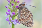 Mittlerer Perlmuttfalter (Fabriciana niobe) 12