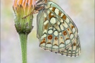 Mittlerer Perlmuttfalter (Fabriciana niobe) 23