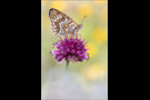 Flockenblumen-Scheckenfalter 06 (Melitaea phoebe)