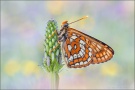 Alpen-Maivogel (Euphydryas intermedia) 02