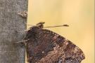 Großer Fuchs (Nymphalis polychloros) 04