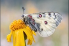 Hochalpen-Apollo (Parnassius sacerdos) 07