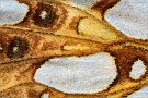 Kleiner Perlmutterfalter (Issoria lathonia) 16