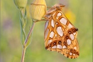 Kleiner Perlmutterfalter (Issoria lathonia) 18