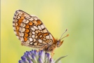 Westlicher Scheckenfalter (Melitaea parthenoides) 11