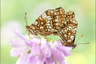 Ehrenpreis-Scheckenfalter Kopula (Melitaea aurelia) 06