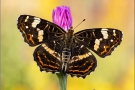 Landkärtchen (Araschnia levana) 11