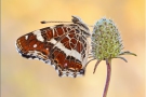 Landkärtchen (Araschnia levana) 07