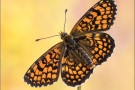 Leinkraut-Scheckenfalter (Melitaea deione) 08