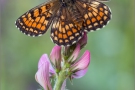 Leinkraut-Scheckenfalter (Melitaea deione) 05