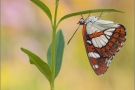 Blauschwarzer Eisvogel (Limenitis reducta) 08