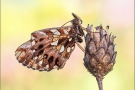 Magerrasen-Perlmuttfalter (Boloria dia) 18