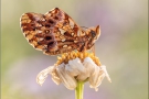 Magerrasen-Perlmuttfalter (Boloria dia) 17