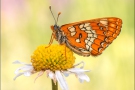 Maivogel (Euphydryas maturna) 04