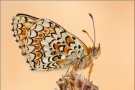 Flockenblumen Scheckenfalter (Melitaea phoebe) 15