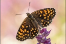 Wachtelweizen-Scheckenfalter 16 (Melitaea athalia)