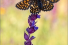 Ehrenpreis-Scheckenfalter (Melitaea aurelia) 24