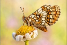 Ehrenpreis-Scheckenfalter (Melitaea aurelia) 18