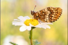 Ehrenpreis-Scheckenfalter (Melitaea aurelia) 15