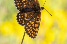 Ehrenpreis-Scheckenfalter (Melitaea aurelia) 19