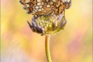 Ehrenpreis-Scheckenfalter (Melitaea aurelia) 23