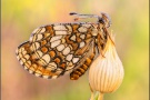 Ehrenpreis-Scheckenfalter (Melitaea aurelia) 17