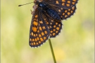 Ehrenpreis-Scheckenfalter (Melitaea aurelia) 14