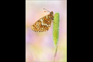 Östlicher Scheckenfalter (Melitaea britomartis) 01