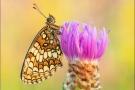 Südwestlicher Wachtelweizen-Scheckenfalter (Melitaea celadussa) 08