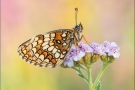 Südwestlicher Wachtelweizen-Scheckenfalter (Melitaea celadussa) 02