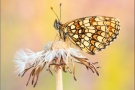 Südwestlicher Wachtelweizen-Scheckenfalter (Melitaea celadussa) 03