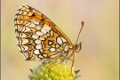 Südwestlicher Wachtelweizen-Scheckenfalter (Melitaea celadussa) 09