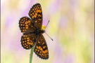 Südwestlicher Wachtelweizen-Scheckenfalter (Melitaea celadussa) 10