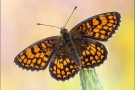 Südwestlicher Wachtelweizen-Scheckenfalter (Melitaea celadussa) 04