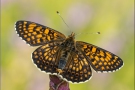 Wegerich-Scheckenfalter (Melitaea cinxia) 10