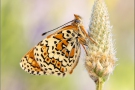 Wegerich-Scheckenfalter (Melitaea cinxia) 09