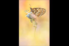 Leinkraut-Scheckenfalter 03 (Melitaea deione)