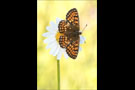 Leinkraut-Scheckenfalter 04 (Melitaea deione)