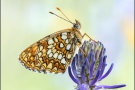 Baldrian-Scheckenfalter (Melitaea diamina) 05